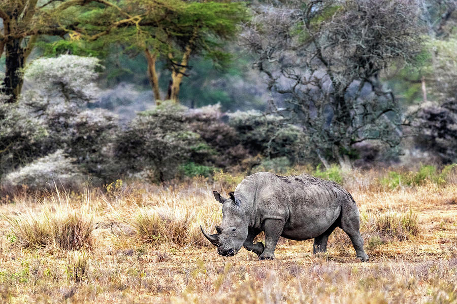 White Rhino Walking Side in Lake Nakuru Kenya Photograph by Good Focused