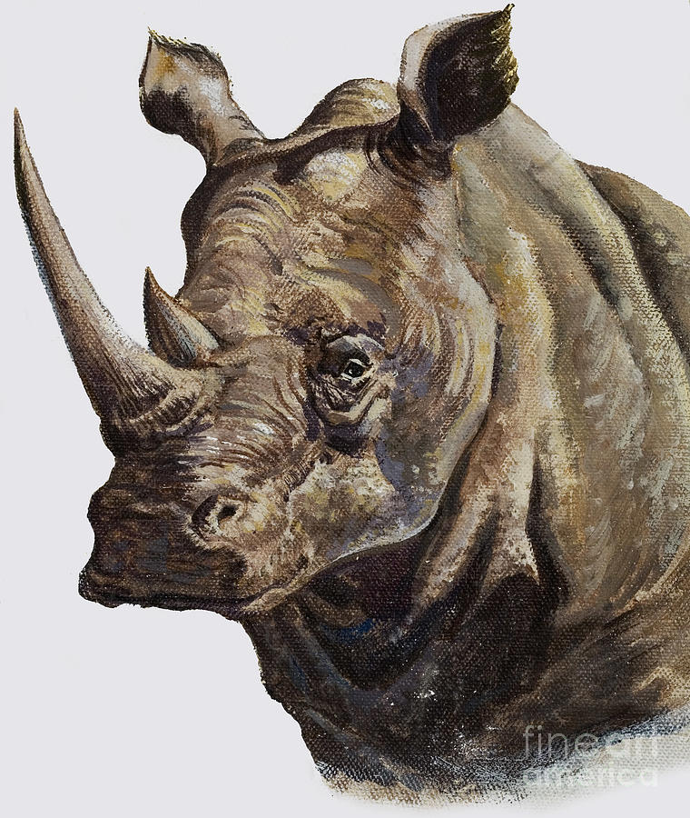 White Rhinoceros Painting by English School