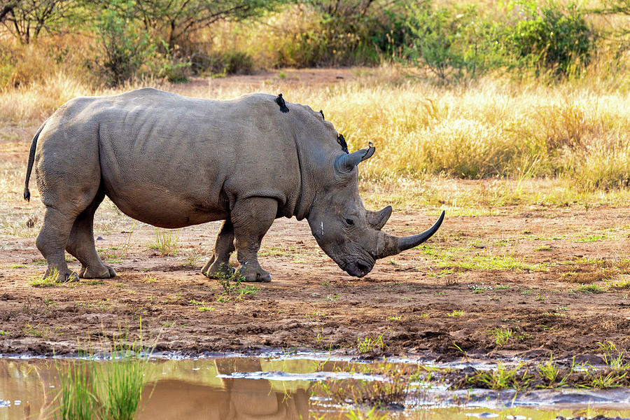 White rhinoceros Pilanesberg, South Africa safari wildlife Photograph