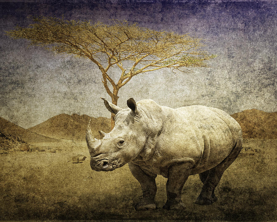 White Rhinoceros  Digital Art by Sandra Selle Rodriguez