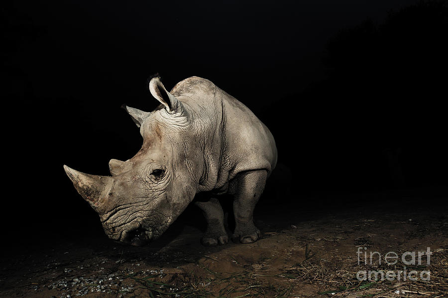 Big 5 Photograph - White Rhinoceros by Signature Message Big 5 Photograph - White Rhinoceros by Signature Message