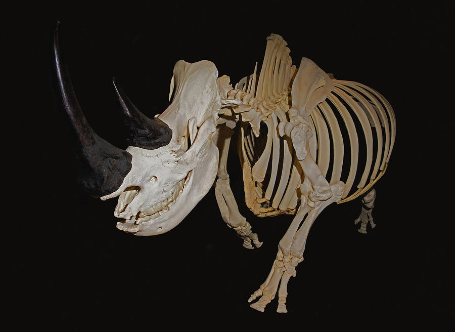 White Rhinoceros Skeleton Photograph by Millard H. Sharp
