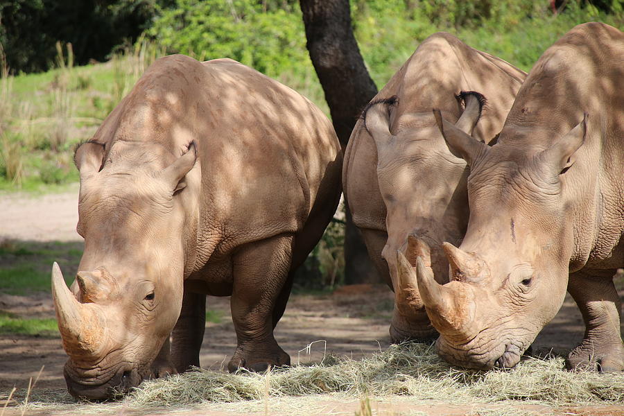 Animal Photograph - White Rhinos by Alina Avanesian Animal Photograph - White Rhinos by Alina Avanesian