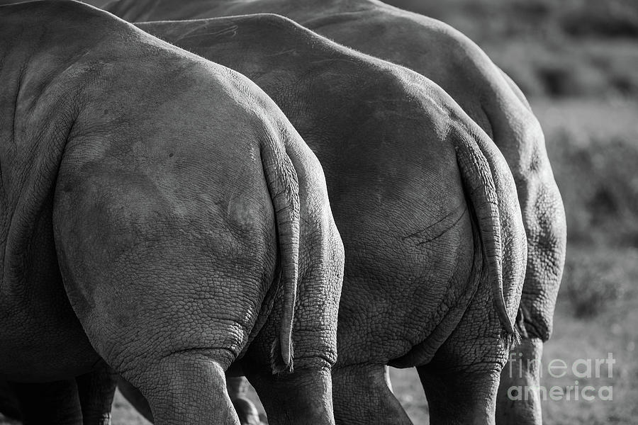 White Rhinos Butts Photograph by Eva Lechner