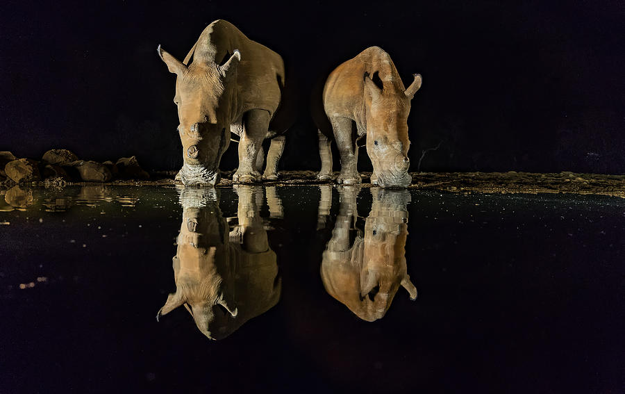 White Rhinos Photograph by Ning Lin