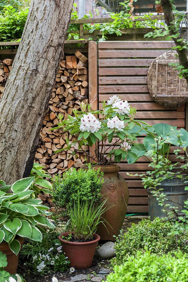 White Rhododendron And Foliage Plants In Front Of Stacked Firewood And ...