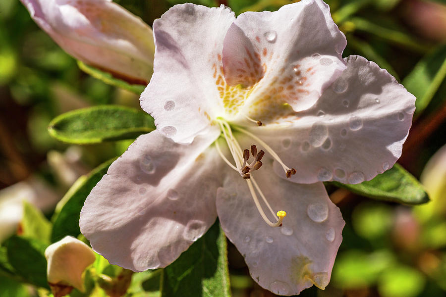 White Rhododendron Photograph by ProPeak Photography