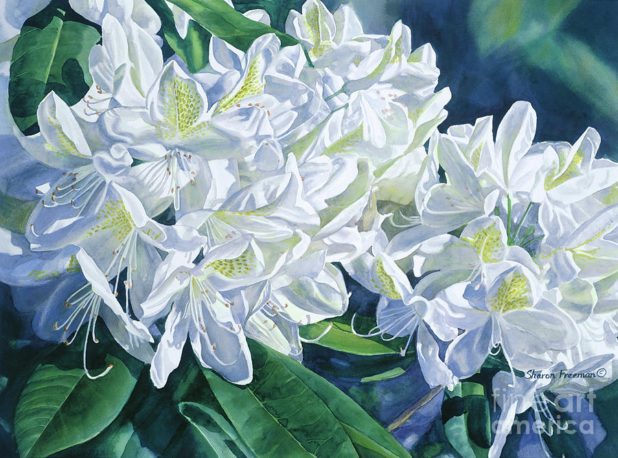 Spring Painting - White Rhododendron with Shadows by Sharon Freeman