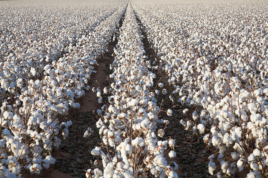 White Ripe Cotton Crop Plants Rows Photograph by Dszc