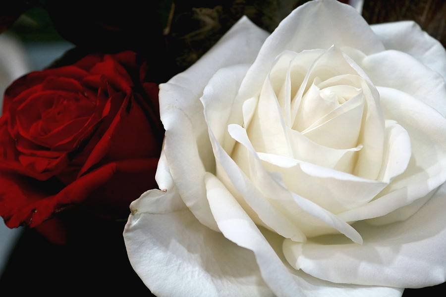 White Rose 3 Photograph by M Diane Bonaparte