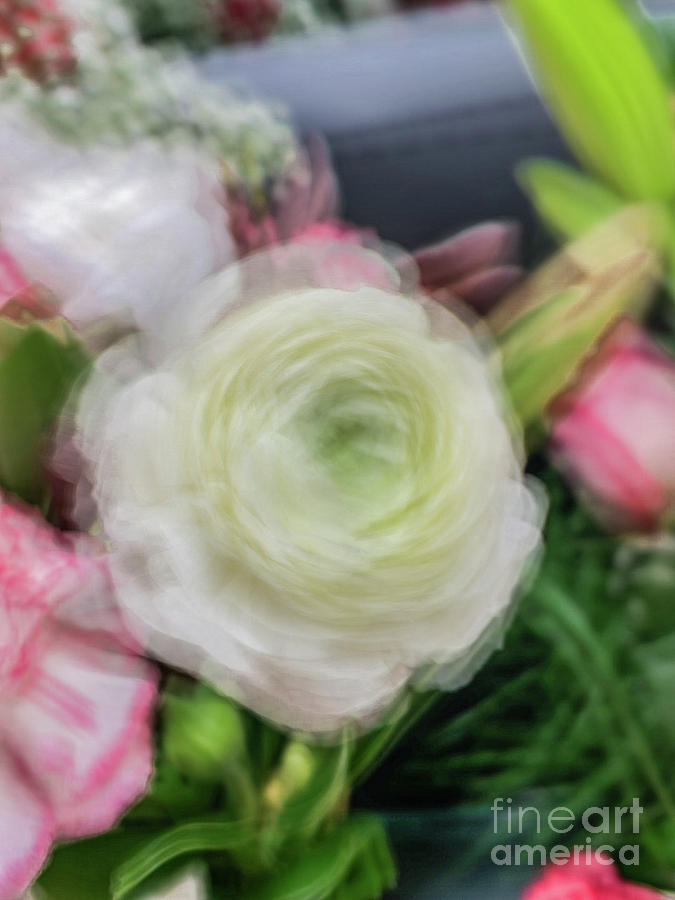 White rose abstract Photograph by Phillip Rubino