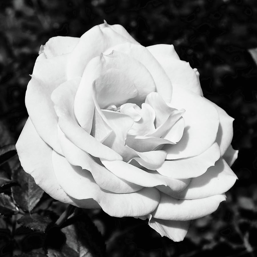 White Rose Photograph by Alida M Haslett
