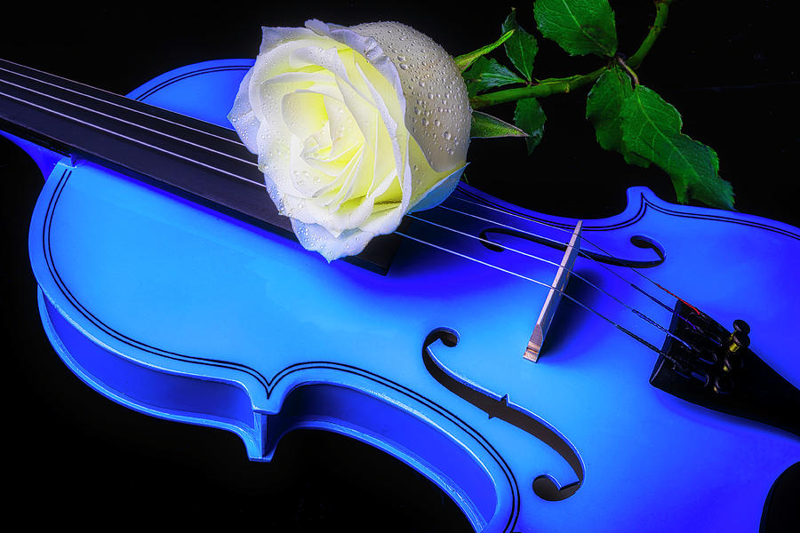 White Rose And Blue Violin Photograph by Garry Gay