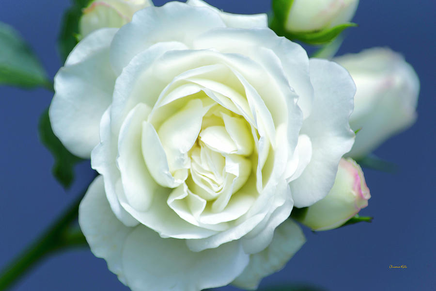 White Rose Bloom Photograph by Christina Rollo