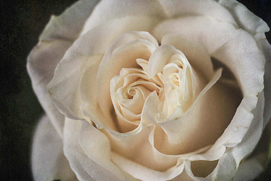White Rose Photograph by Cindi Ressler