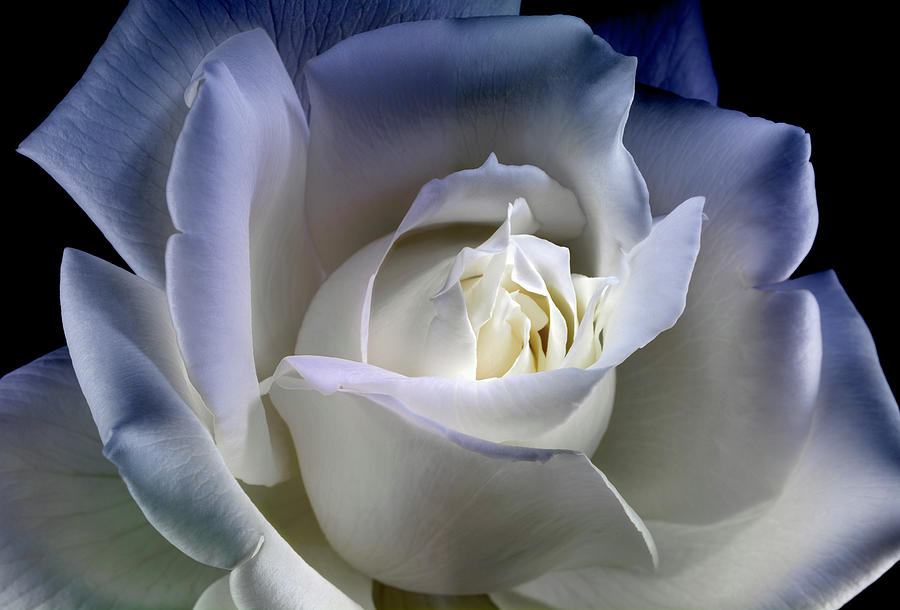 White Rose Close-up Light Painting Photograph by Joecicak