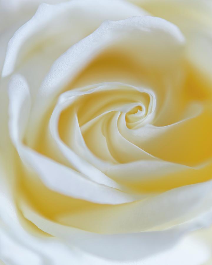White Rose close Up Photograph by Stuart Cox