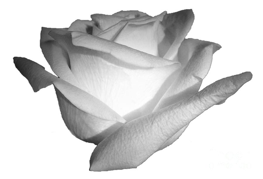 White Rose Cropped Best for Shirts Photograph by Delynn Addams