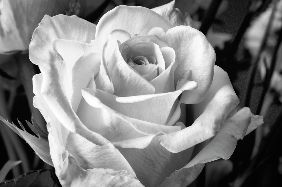 White Rose by David Chiles White Rose by David Chiles
