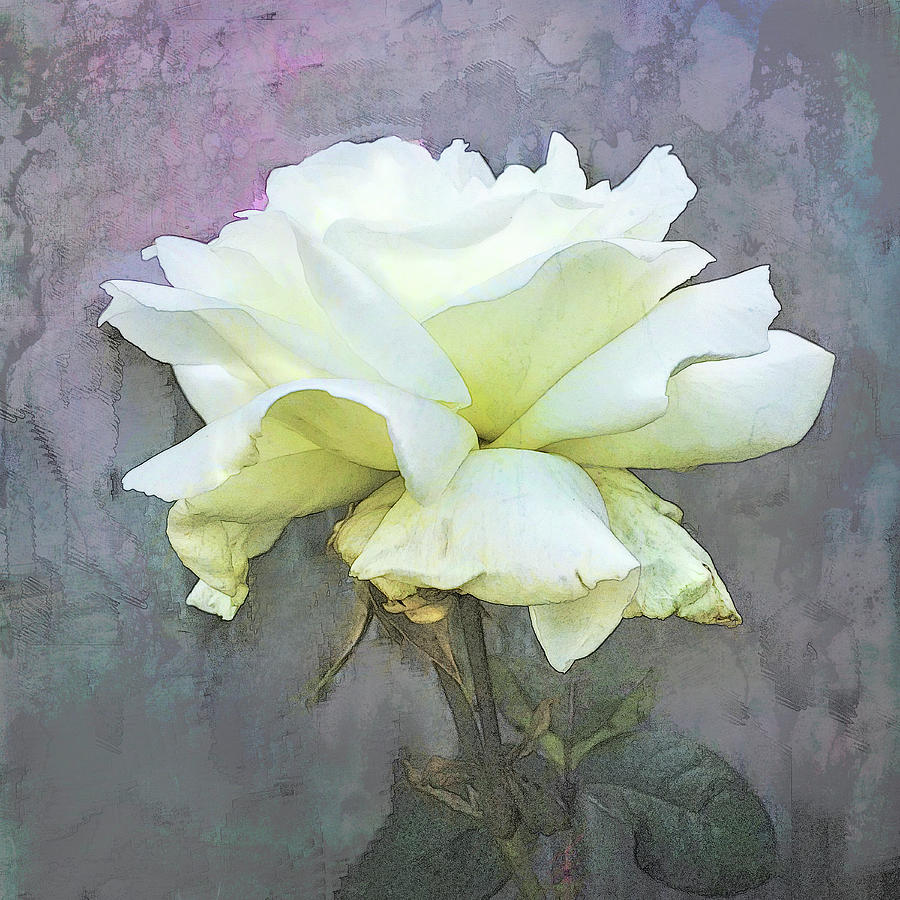 White Rose Digital Art by DonaRose