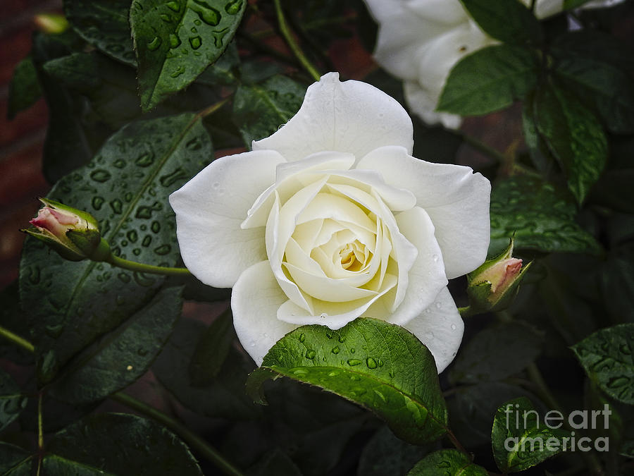 White Rose Garden - Simple art print Photograph by Ella Kaye Dickey