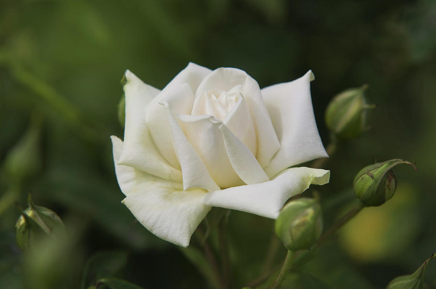 White Rose Ilse Krohn Superio Photograph by Jenny Rainbow
