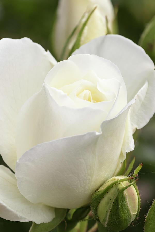 Portland Photograph - White Rose, International Rose Test by William Sutton