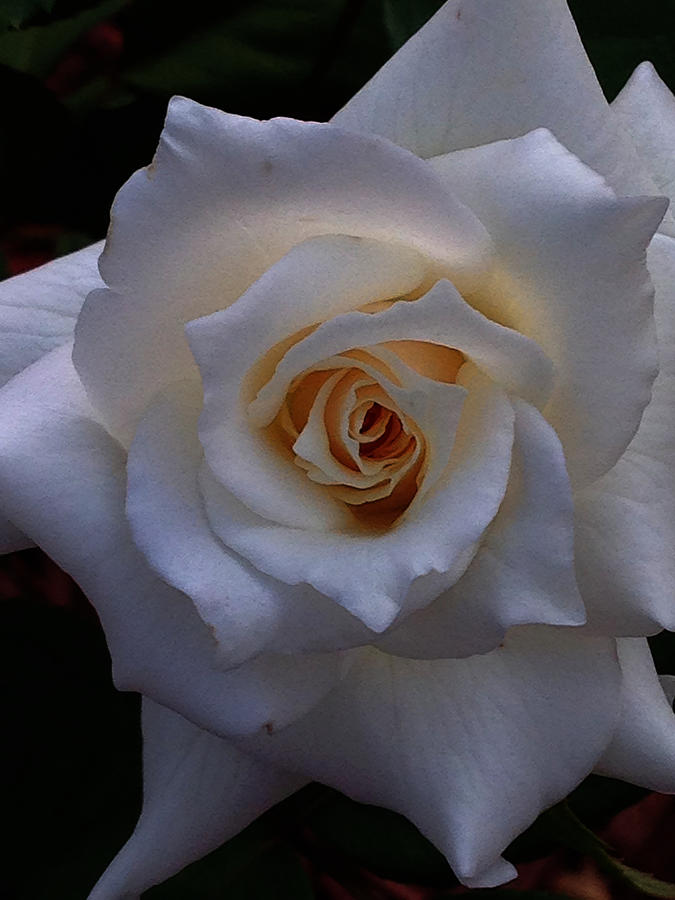 White Rose Photograph by Jeff Iverson