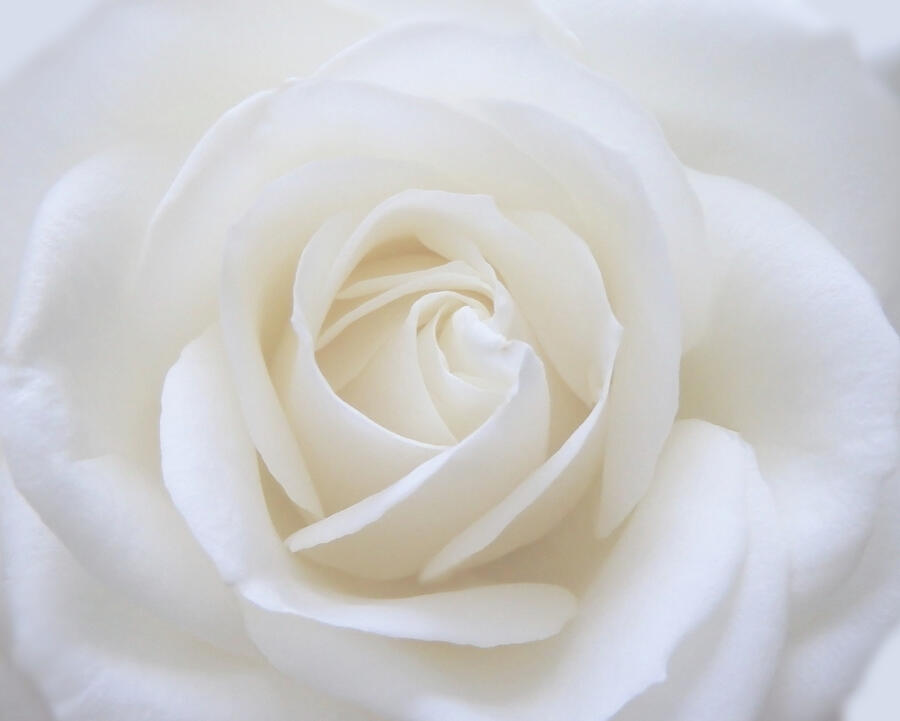 White Rose Macro Photograph by Johanna Hurmerinta