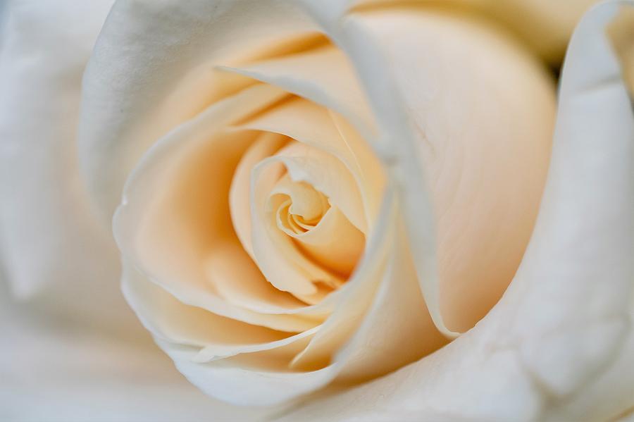 White Rose Macro Photograph by Mary Ann Artz