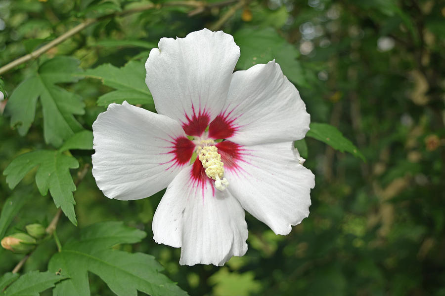 White Rose Of Sharon Photograph by Aimee L Maher ALM GALLERY