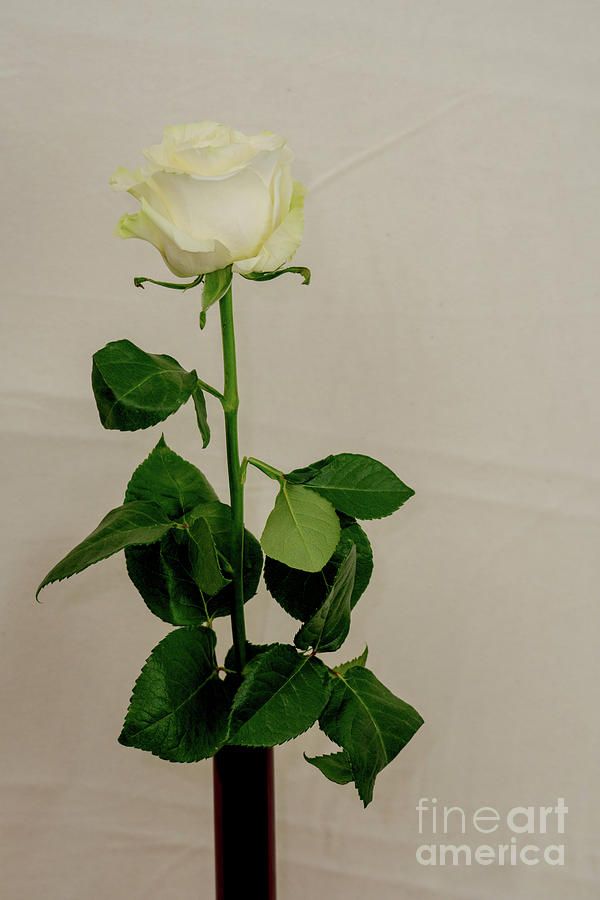 White Rose on white background by Annerose Walz White Rose on white background by Annerose Walz