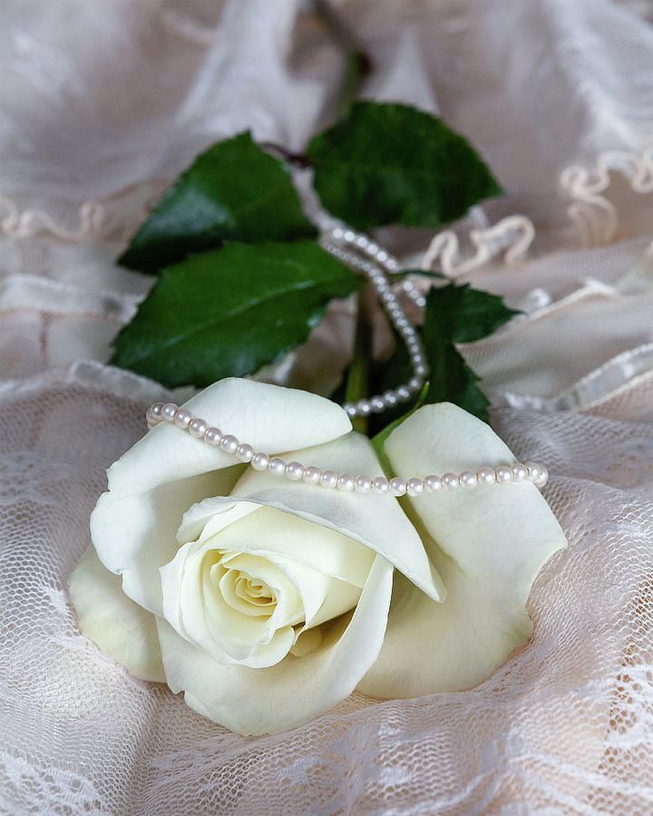 White Rose on White Lace with Pearls Photograph by Dan Carmichael