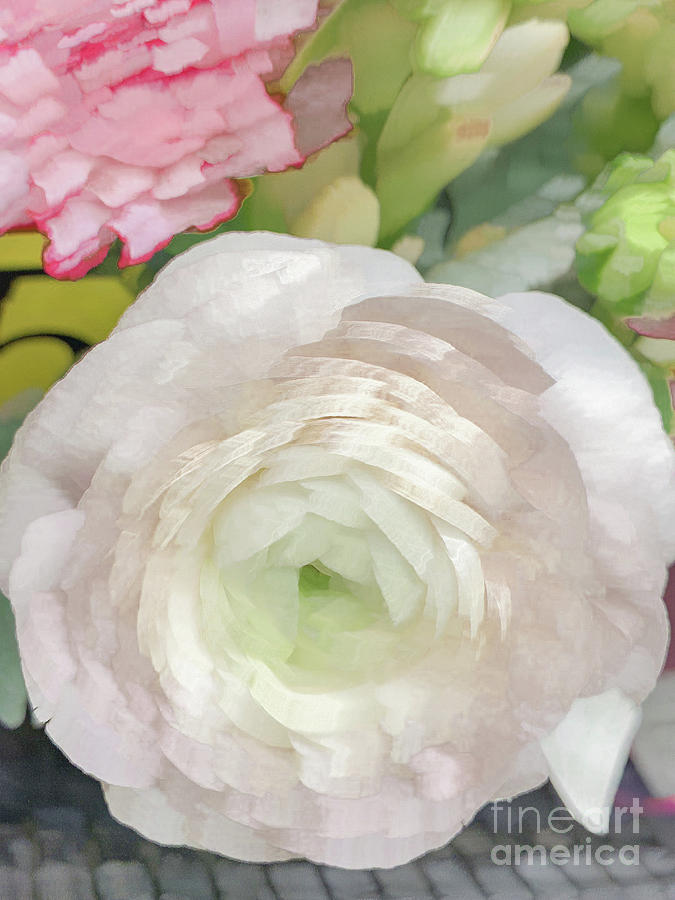 White rose pastel Photograph by Phillip Rubino