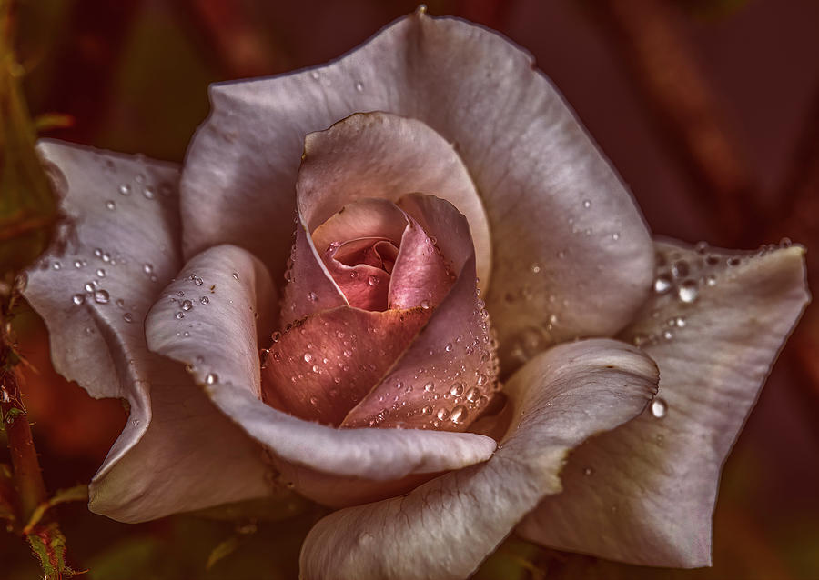 White Rose Raindrops #i8 Photograph by Leif Sohlman