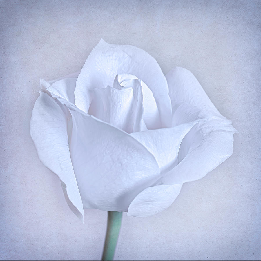 Rose Photograph - White Rose by Sandi Kroll