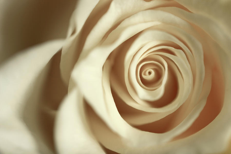 White Rose Photograph by Tillsonburg