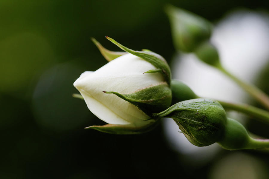 White Rosebud Photograph by House Of Pictures / Kennet Havgaard