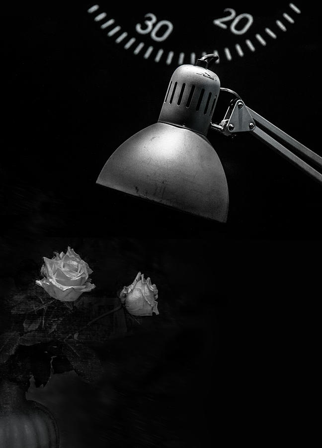 White Roses Photograph by Gilbert Claes
