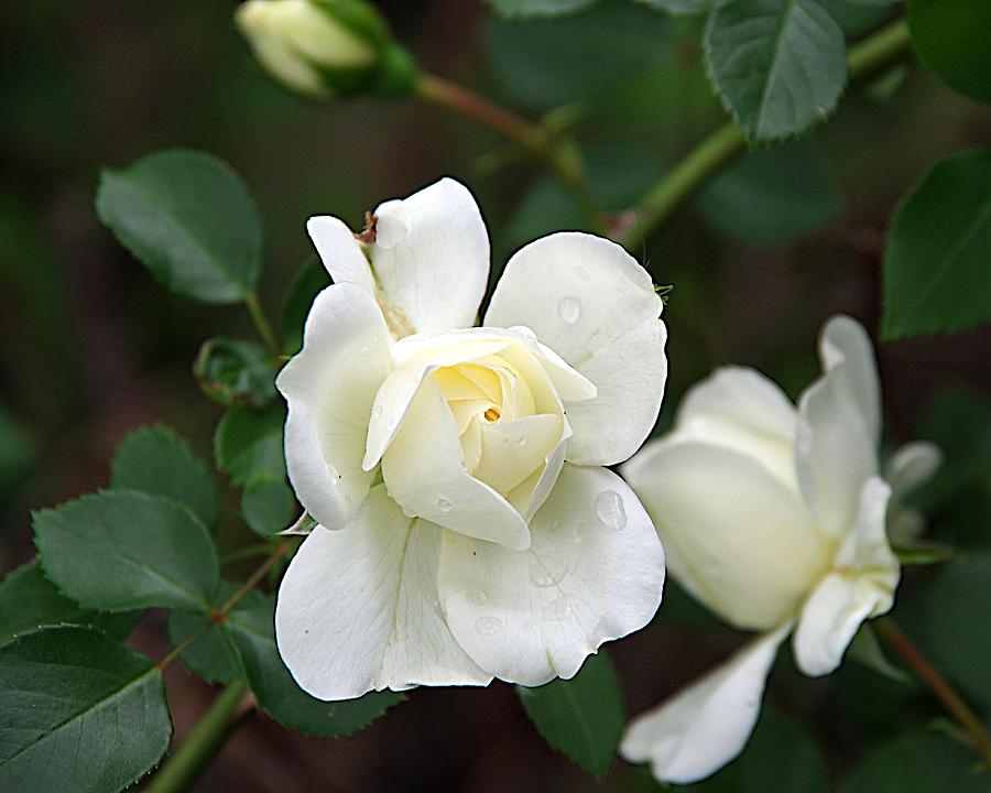 White Roses Photograph by Karen McKenzie McAdoo