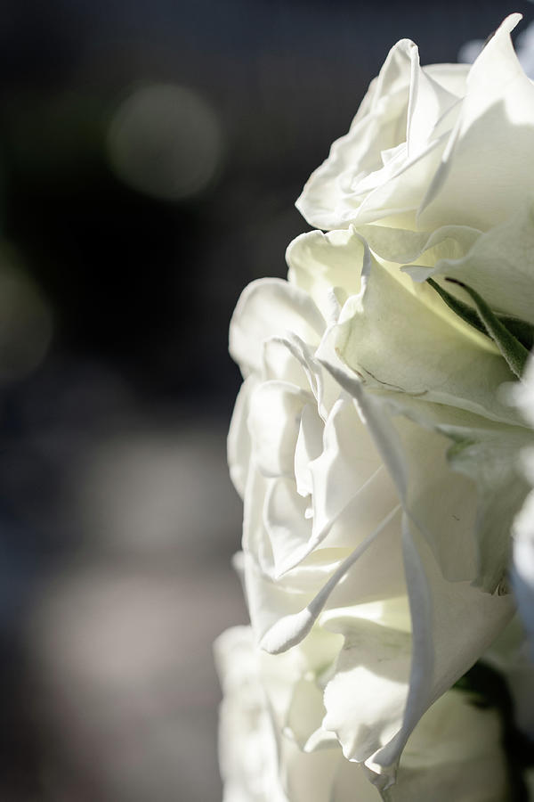 White Roses Photograph by Mary Ann Artz