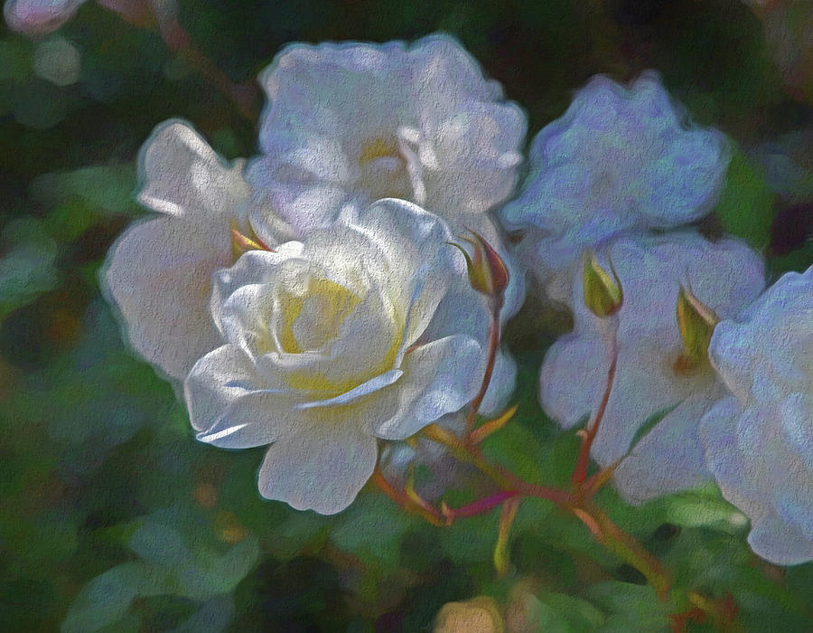 White Roses Painterly 4  Digital Art by Linda Brody