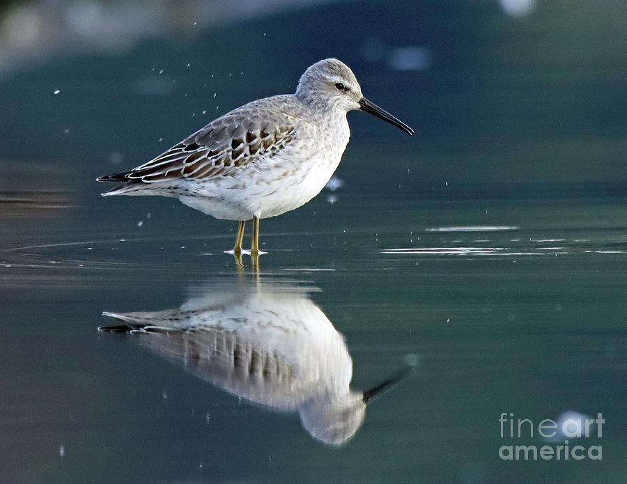 white rumped sandpiper