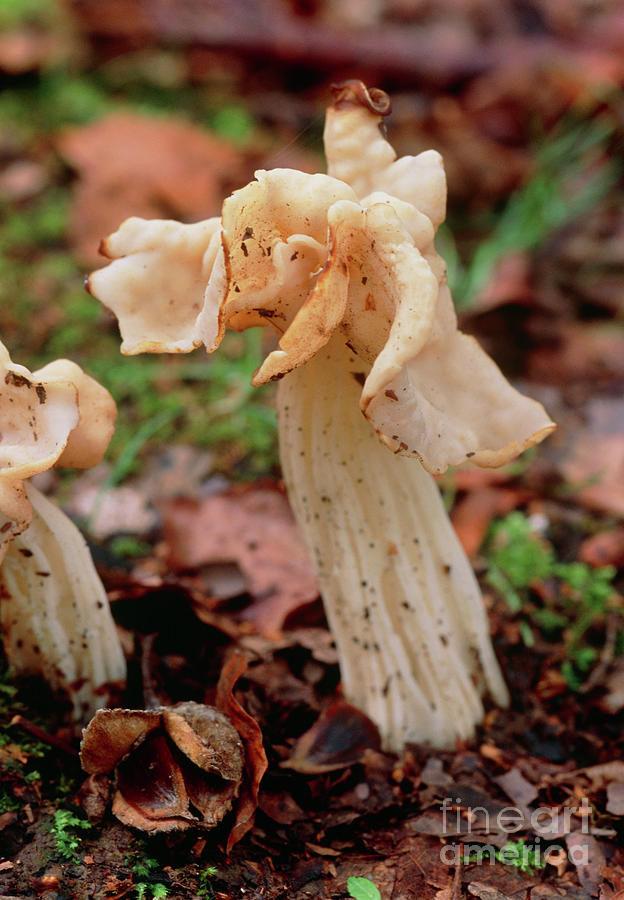 White Saddle Fungus (helvella Crispa) Photograph by John Wright/science Photo Library