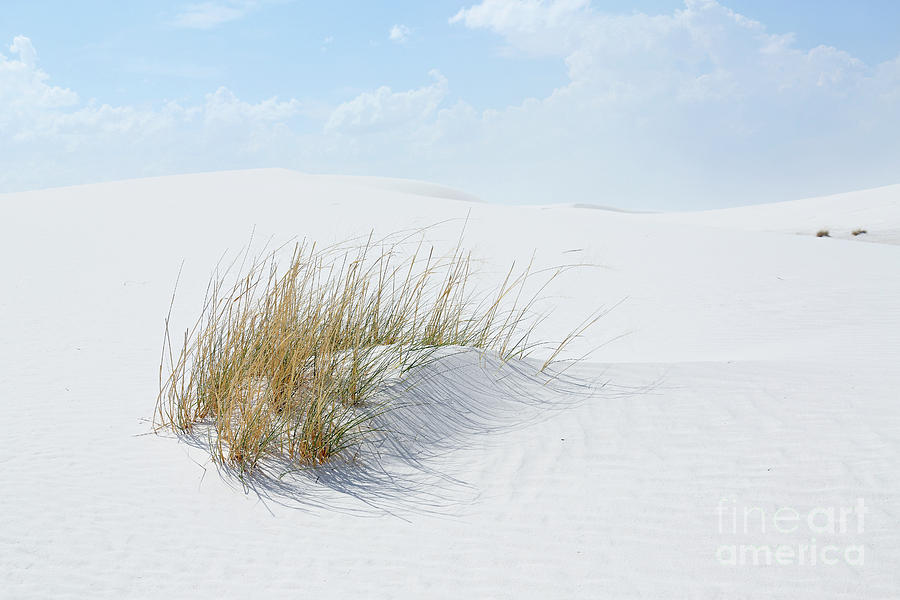 White Sand And Grass Photograph
