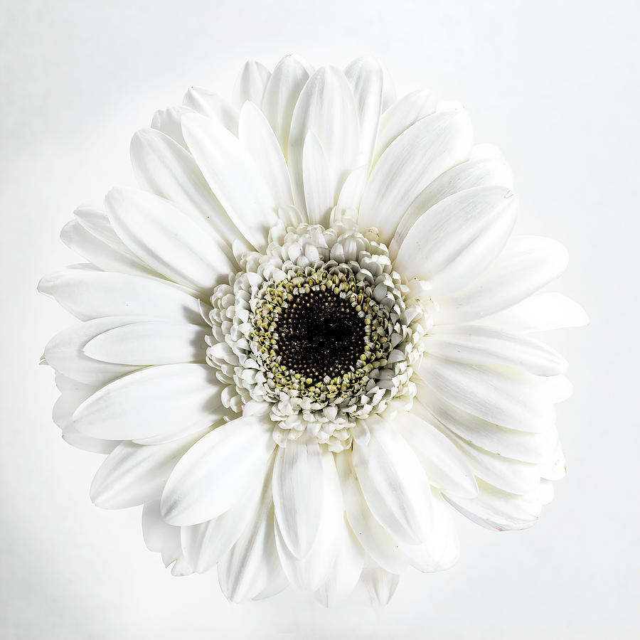 White Photograph by Sandi Kroll