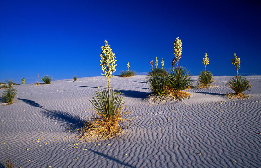 White Sands National Monument, New Photograph by Lonely Planet