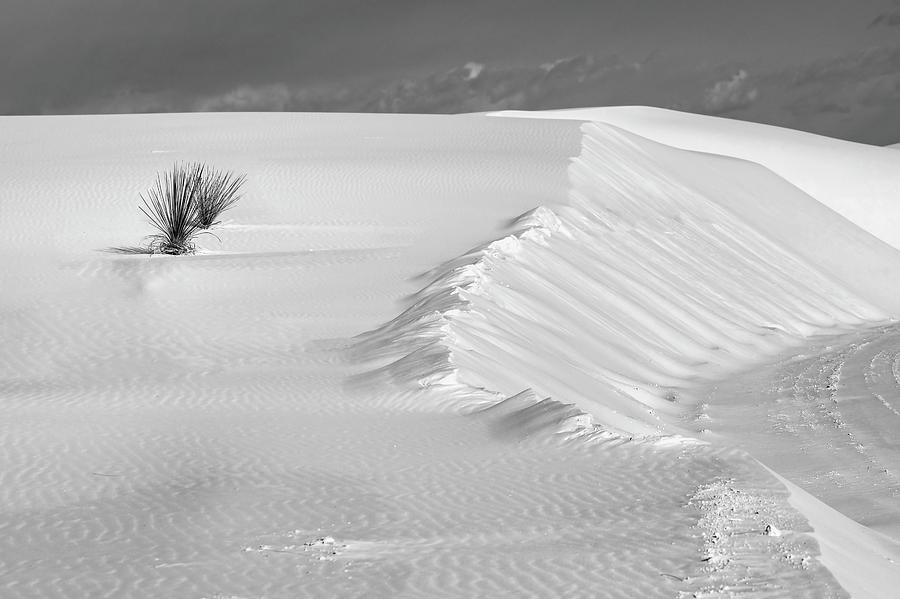 White Sands Still Life BW Photograph by Harriet Feagin