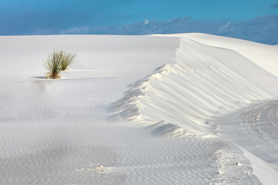 White Sands Still Life  Photograph by Harriet Feagin