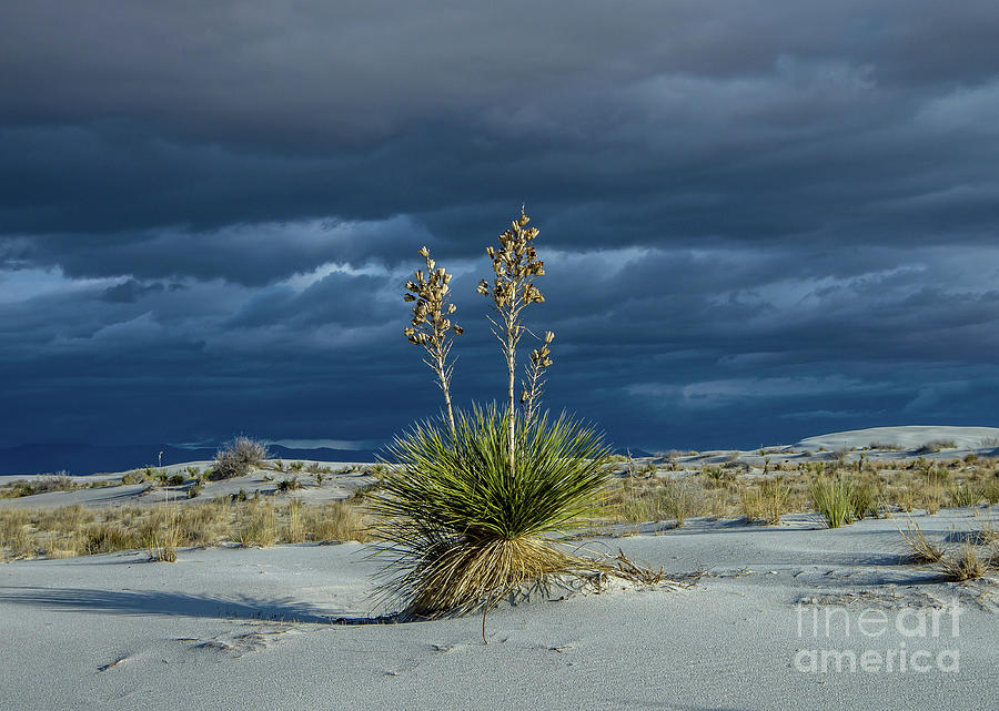 White Sands Yucca Photograph by Stephen Whalen